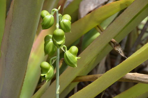 Catasetum planiceps, photograph 1