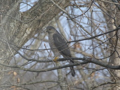 Accipiter striatus