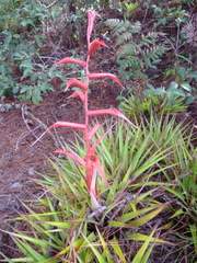 Tillandsia standleyi