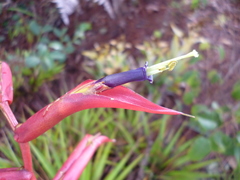 Tillandsia standleyi