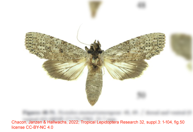 Nystalea anamariamongeae