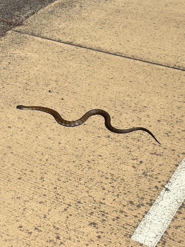 Tiger Snake sighting