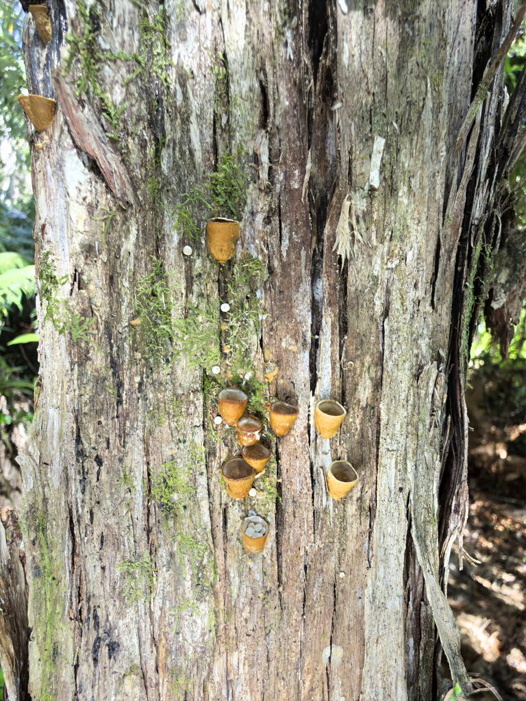 Crucibulum simile · October 2025 · photo: © jeremy_rolfe (iNaturalist, cc-by)