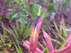 Tillandsia standleyi
