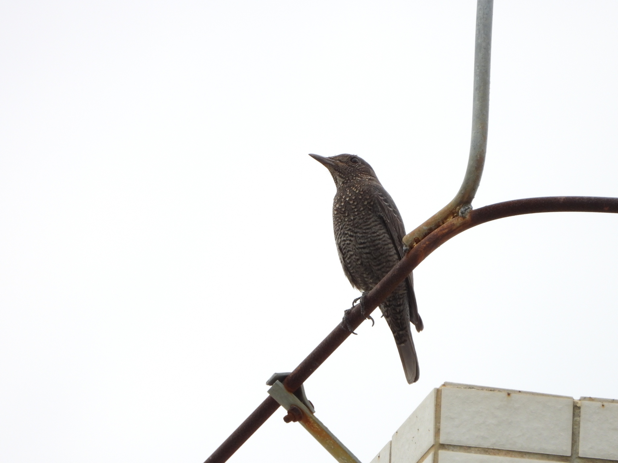 Blue Rock Thrush