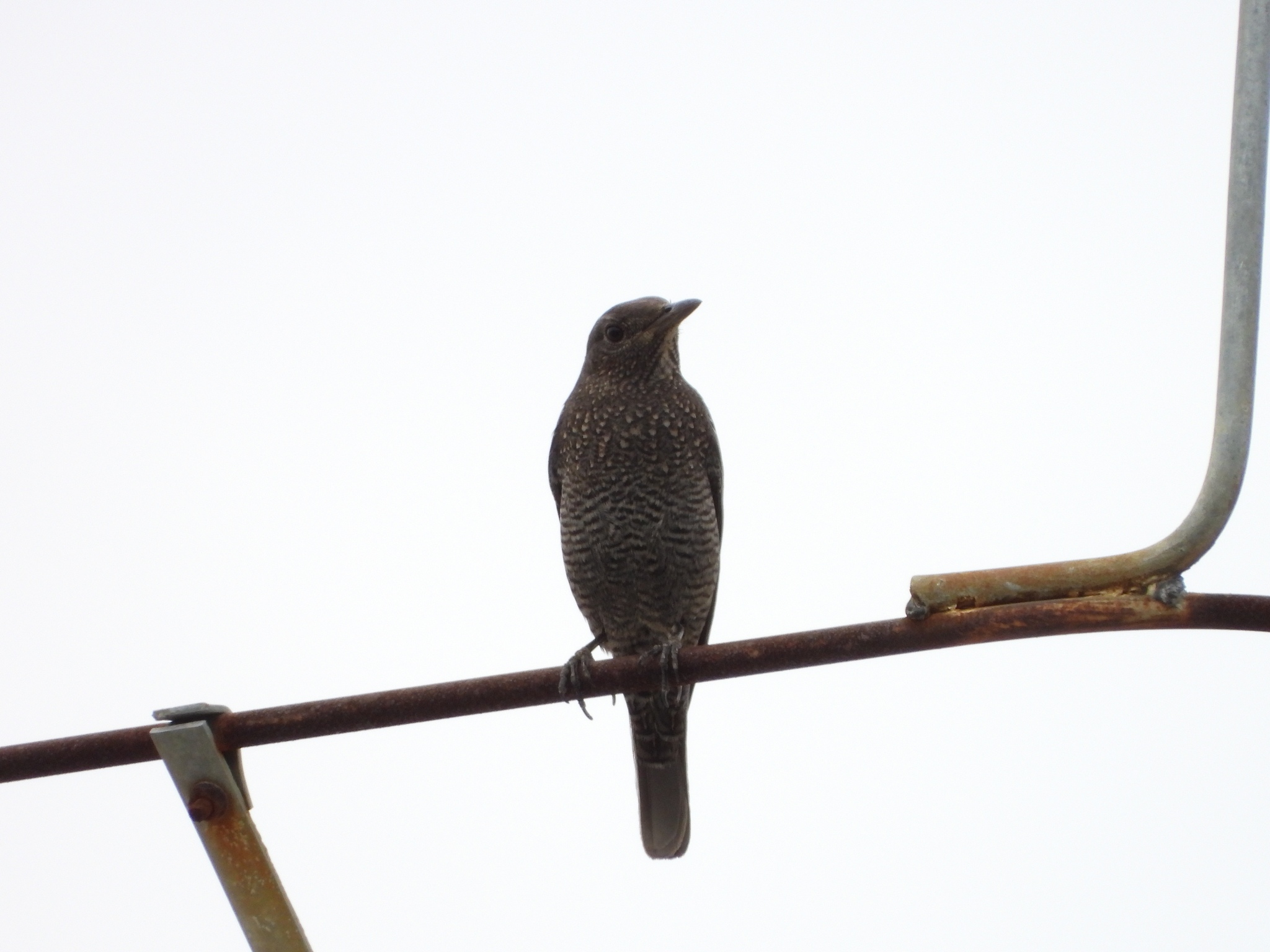 Blue Rock Thrush