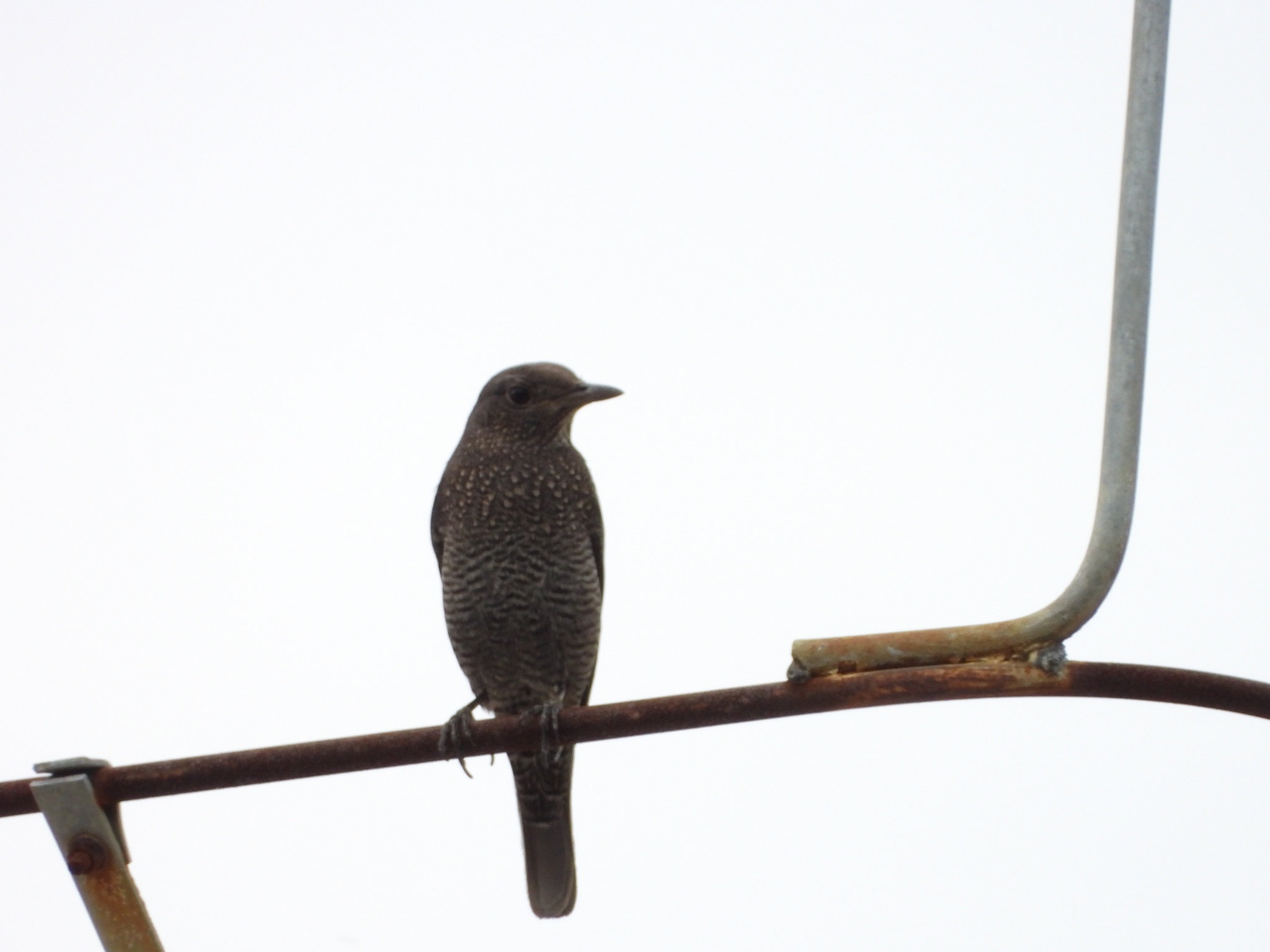 Blue Rock Thrush