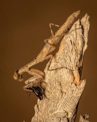 Microthespis dmitriewi