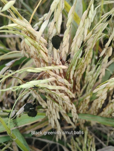 Asian Rice