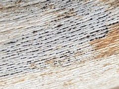 Splanchnonema platani