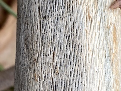 Splanchnonema platani