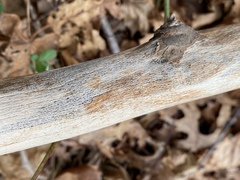 Splanchnonema platani