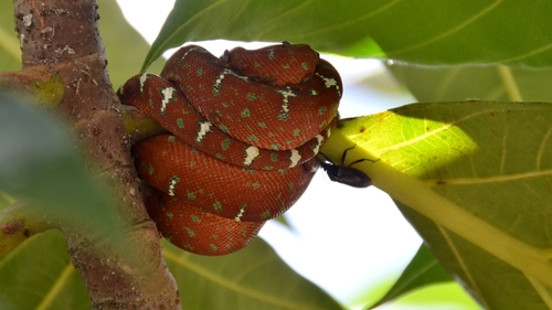 Emerald Tree Boa