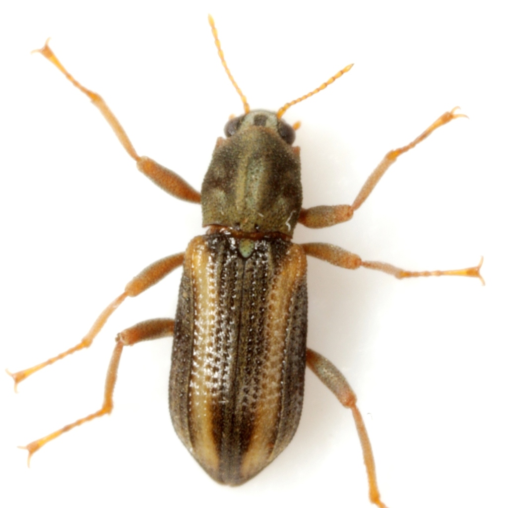 Stenelmis