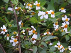 Bidens alba