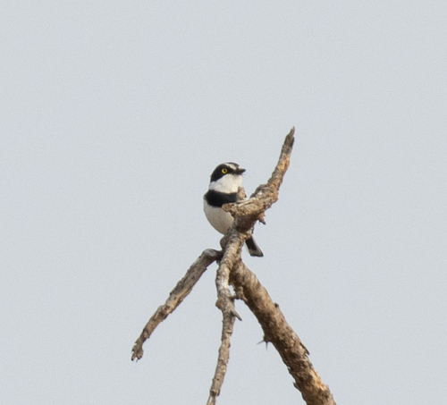 Eastern Black-headed Batis (Batis minor), photo 9