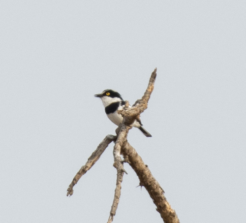 Eastern Black-headed Batis (Batis minor), photo 2