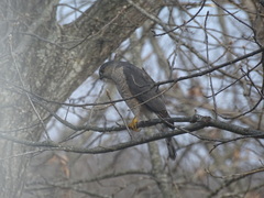 Accipiter striatus