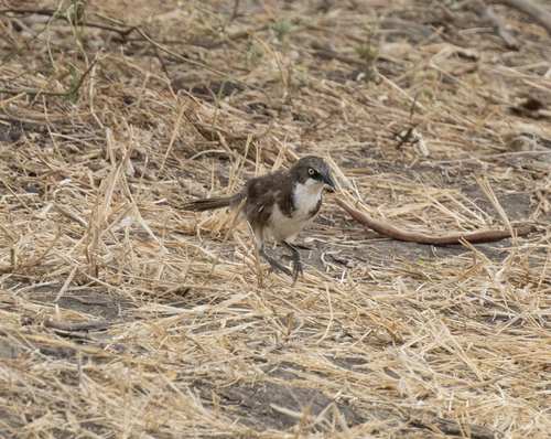 Northern Pied Babbler (Turdoides hypoleuca), photo 2