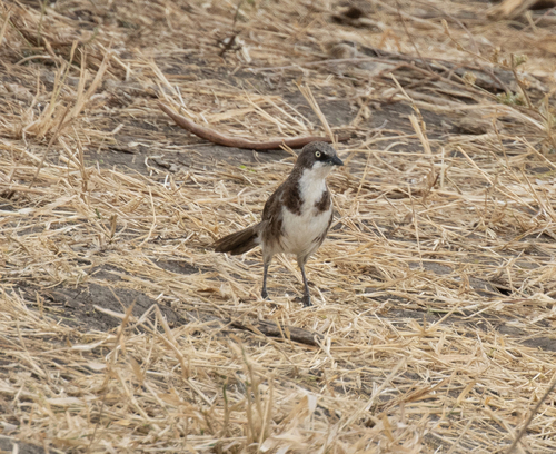 Northern Pied Babbler (Turdoides hypoleuca), photo 3