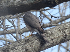 Accipiter striatus