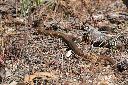 Eastern Brown Snake sighting