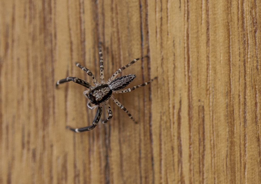 Aussie Bronze Jumping Spider from 356 Baldrys Rd Main Ridge Vic on