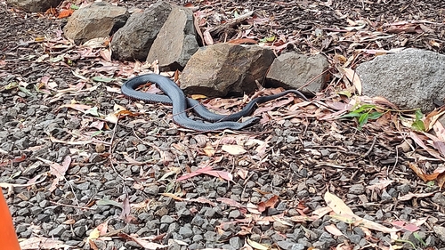 Red-bellied Black Snake sighting