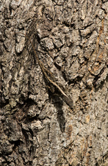 Anolis cybotes