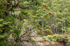 Dracophyllum elegantissimum