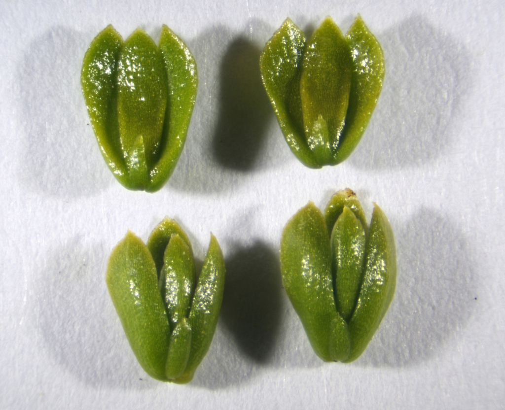 Huperzia miyoshiana; photograph (c) Timothy McNitt, some rights reserved (CC BY)