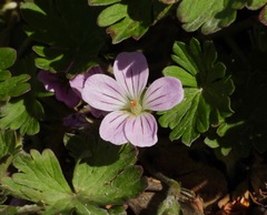 Geranium magellanicum