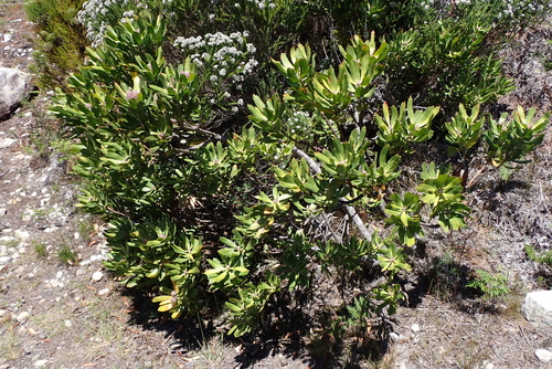 Outeniqua Pincushion (Leucospermum glabrum)