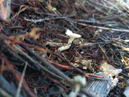 iNaturalist observation photo of Mushrooms, Bracket Fungi, Puffballs, and Allies