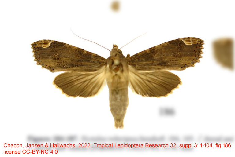 Nystalea robertpuschendorfi