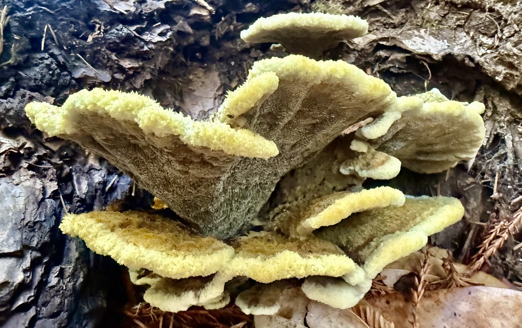 Phaeolus hispidoides · October 2025 · photo: © hllrnnr (iNaturalist, cc0)