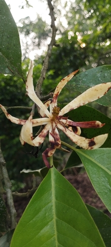 White Champaca (Magnolia ×)