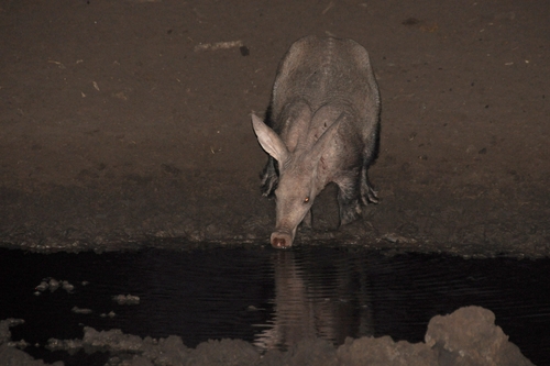 Aardvark