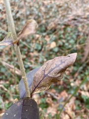 Xylella fastidiosa