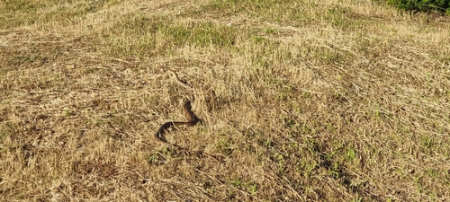 Eastern Brown Snake sighting