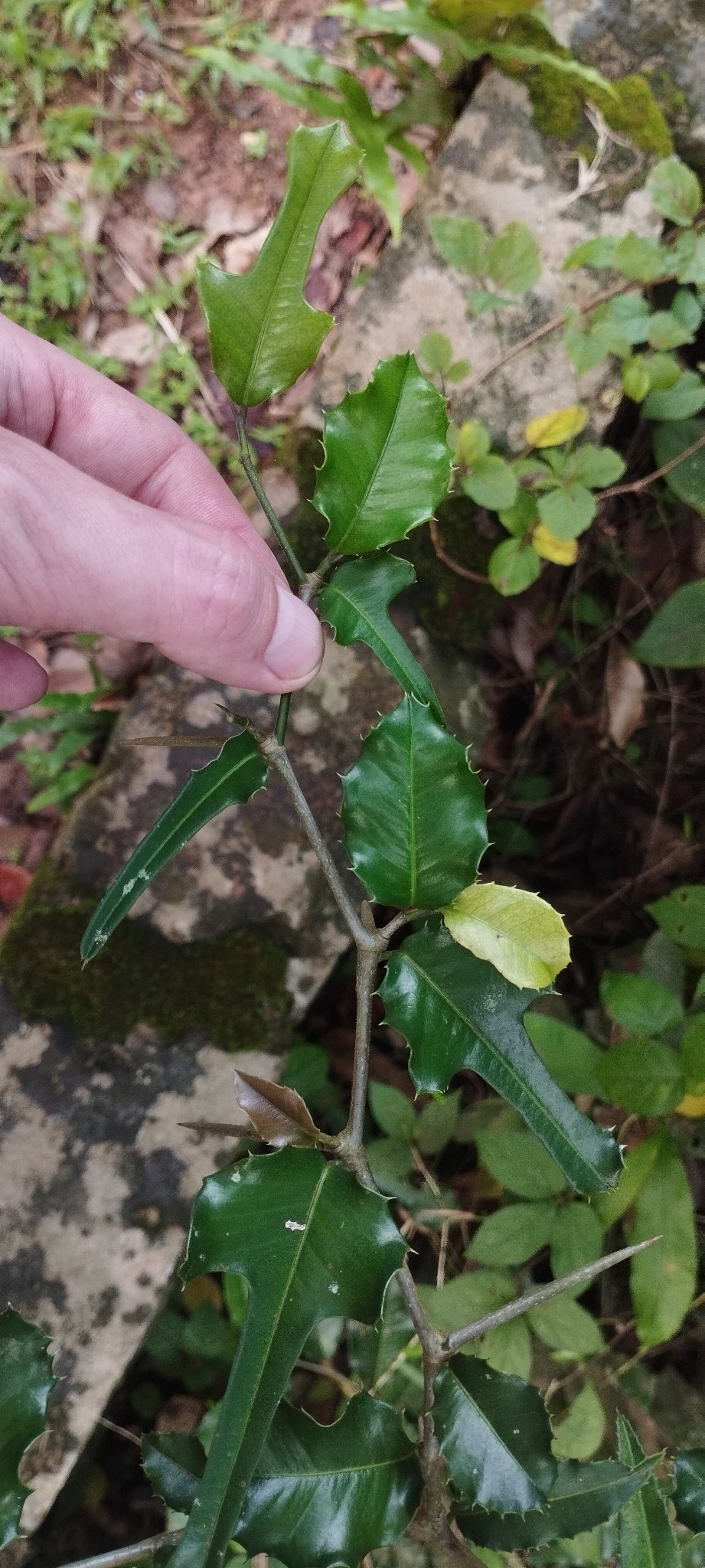 Taxotrophis ilicifolia (Taxotrophis ilicifolia)