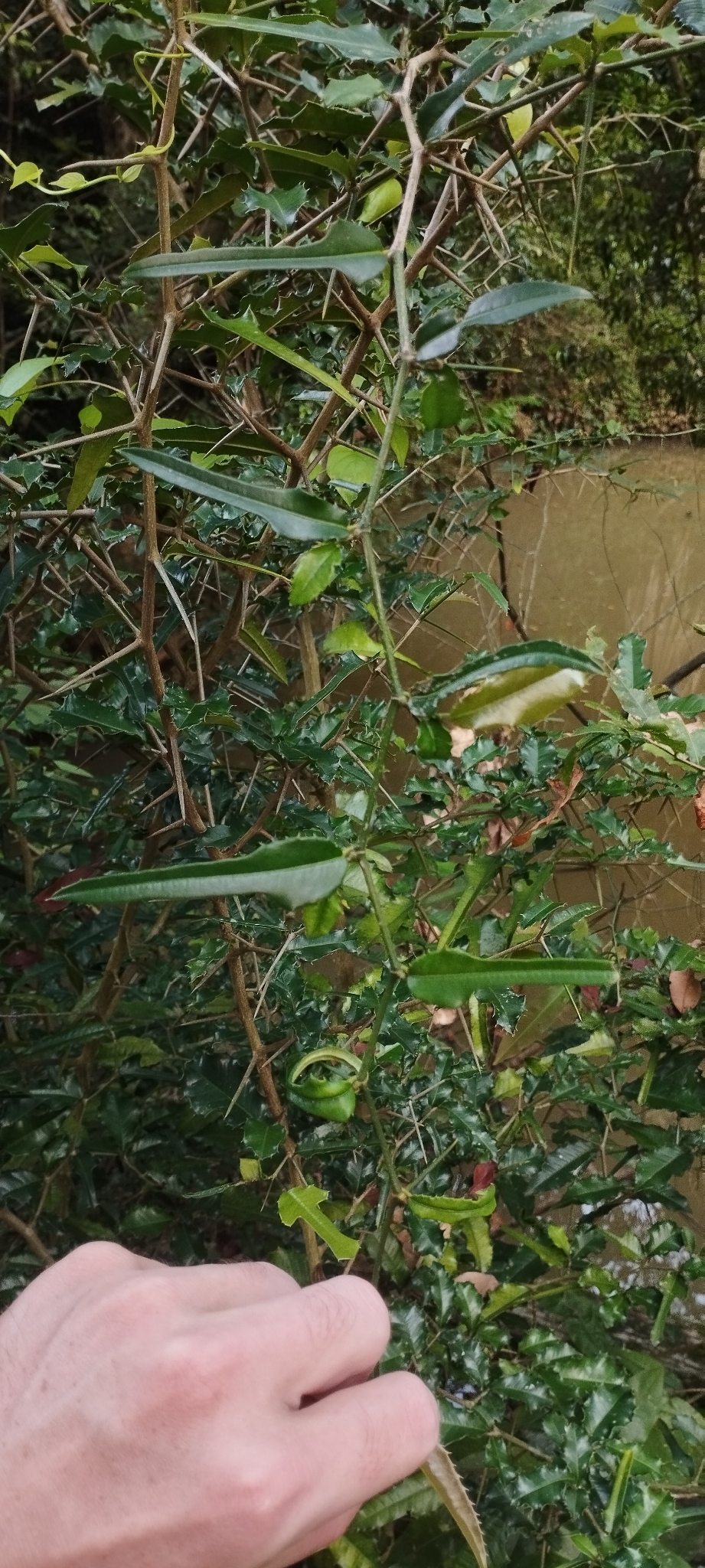 Taxotrophis ilicifolia — ảnh 2