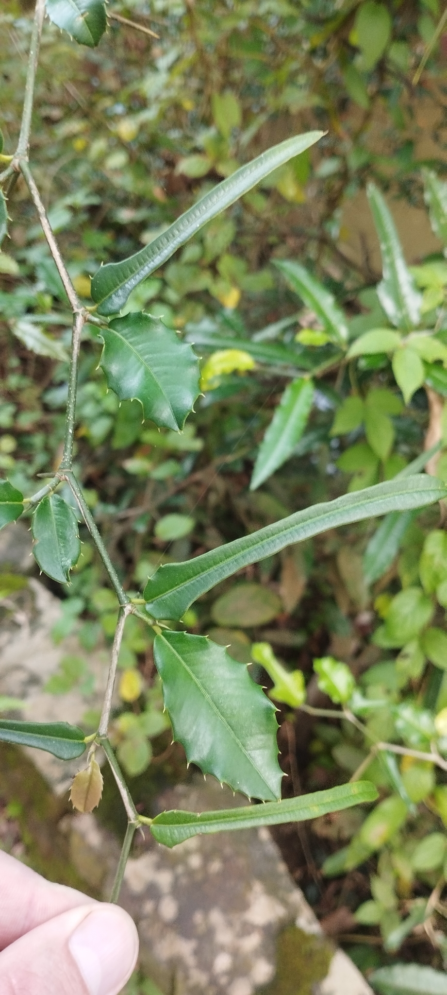 Taxotrophis ilicifolia — ảnh 3