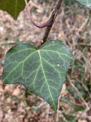 Hedera rhizomatifera