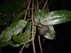 Olmediella betschleriana