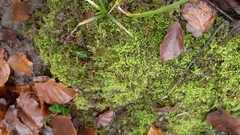 Ctenidium molluscum