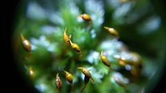 Fissidens incurvus