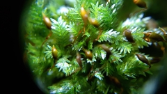 Fissidens incurvus