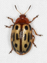 Chrysomela texana