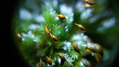 Fissidens incurvus